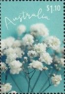 Flowers - White Gypsophilia Blossom