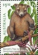 Bennett’s Tree-Kangaroo (Dendrolagus bennettianus)