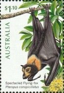 Spectacled Flying-fox (Pteropus conspicillatus)