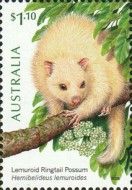 Lemuroid Ringtail Possum (Hemibelideus lemuroides)