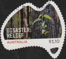 Plant Regenerating after Bush Fire
