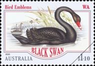 Black Swan (Cygnus atratus) - Western Australia