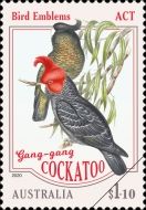 Gang-gang Cockatoo - Australian Capital Territory