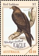 Wedge-Tailed Eagle (Aquila audax) - Northern Territory
