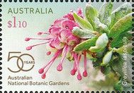 Wee Jasper Grevillea (Grevillea iaspicula)