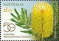 Silver Banksia (Banksia marginata)