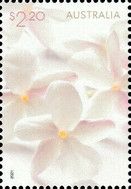 Flower Blossoms