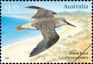 Great Knot (Calidris tenuirostris)