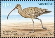 Eastern Curlew (Numenius madagascariensis)