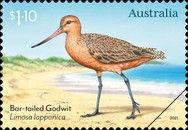 Bar-tailed Godwit (Limosa lapponicas)