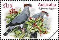Topknot Pigeon (Lopholaimus antarcticus)