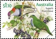 Superb Fruit Dove (Ptilinopus superbus)