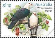 White-Headed Pigeon (Columba leucomela)