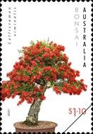 Callistemon viminalis