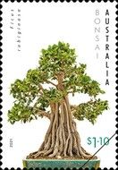 Ficus rubiginosa