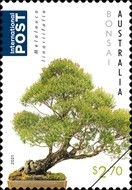 Melaleuca linariifolia