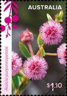 Purple-Flowered Wattle (Acacia purpureopetala)