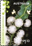 Winged Wattle (Acacia alata var. biglandulosa)