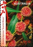 Cinnamon Wattle (Acacia leprosa var Scarlet Blaze)