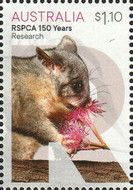 Research : Possum
