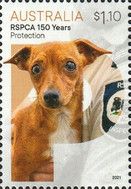 Protection : Dog