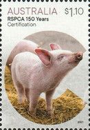 Certification : Pig