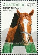 Advocacy : Horse
