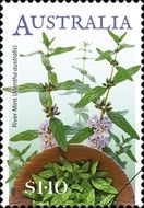 River Mint (Mentha australis)