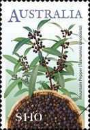 Mountain Pepper (Tasmannia lanceolata)