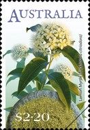 Lemon Myrtle (Backhousia citriodora)