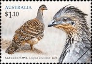 Malleefowl (Leipoa occellata)