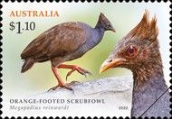 Orange-Footed Scrubfowl (Megapodius reinwardt)