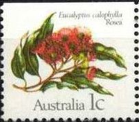 Eucalyptus