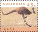Red Kangaroo (Osphranter rufus)