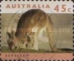 Eastern Grey Kangaroo (Macropus giganteus)