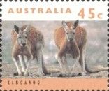 Red Kangaroo (Osphranter rufus)