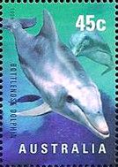 Common Bottlenose Dolphin (Tursiops truncatus)