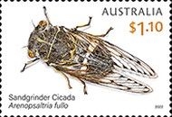Sandgrinder cicada (Arenopsaltria fullo)