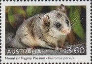 Mountain Pygmy Possum (Burramys parvus)