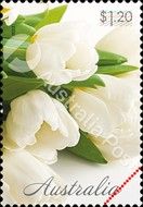 White Tulips