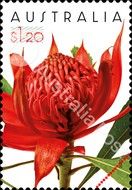 Red Waratah