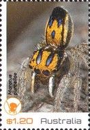 Maratus purcellae