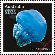 Blue Blubber (Catostylus mosaicus)