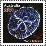 Moon Jellyfish (Aurelia coerulea)