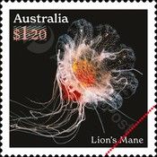 Lion's Mane (Cyanea annaskala)
