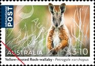 Yellow-Footed Rock-Wallaby (Petrogale xanthopus)
