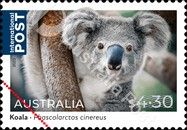 Koala (Phascolarctos cinereus)