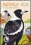Australian Magpie (Gymnorhina tibicen)