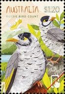 Noisy Miner (Manorina melanocephala)