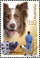 Brown and White Border Collie